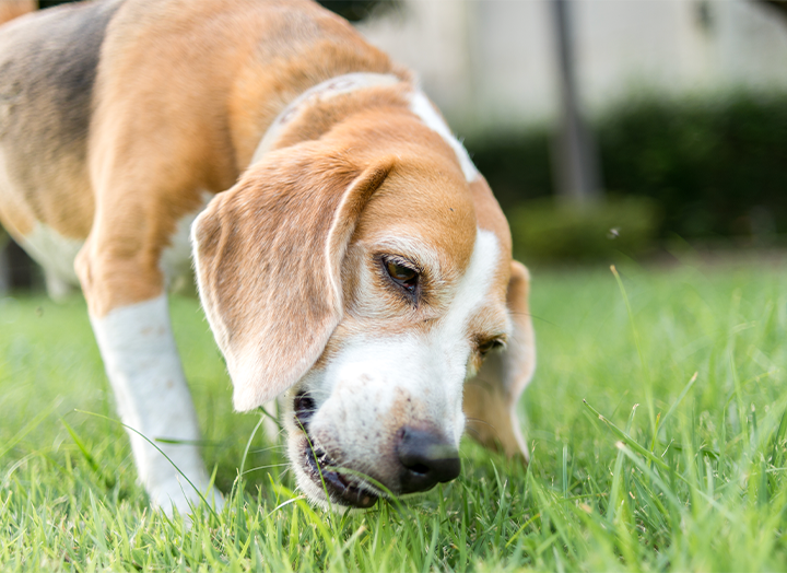 Why Do Dogs Eat Grass & is it Safe? Bold by Nature