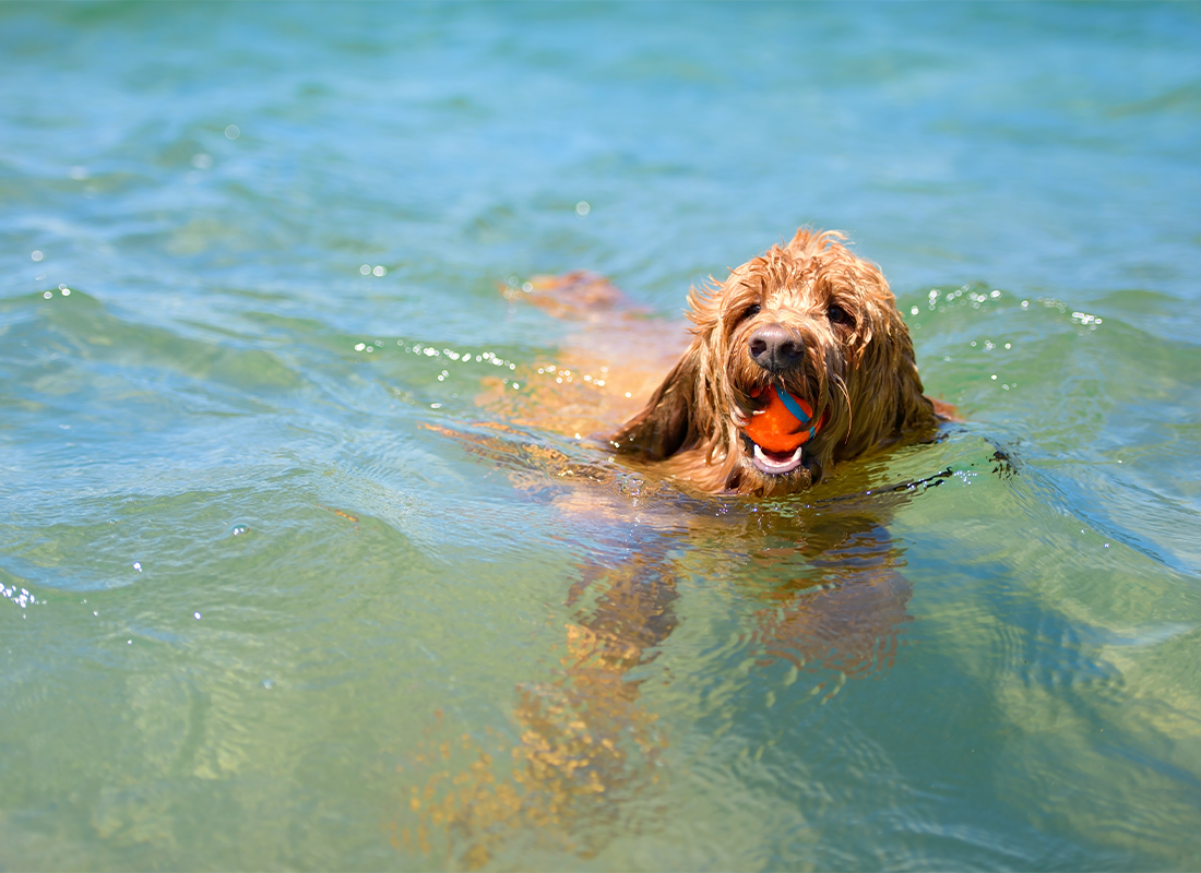 Dog food outlet for hot spots