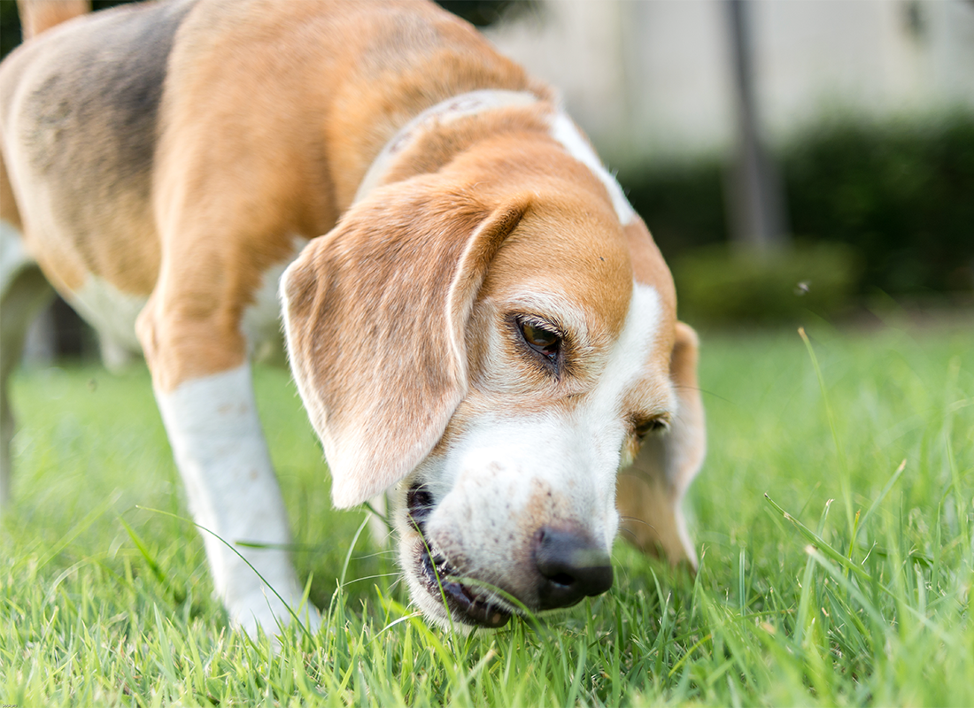 Curated visual reference: Visual Reference: Why Do Dogs Eat Grass Is It Safe