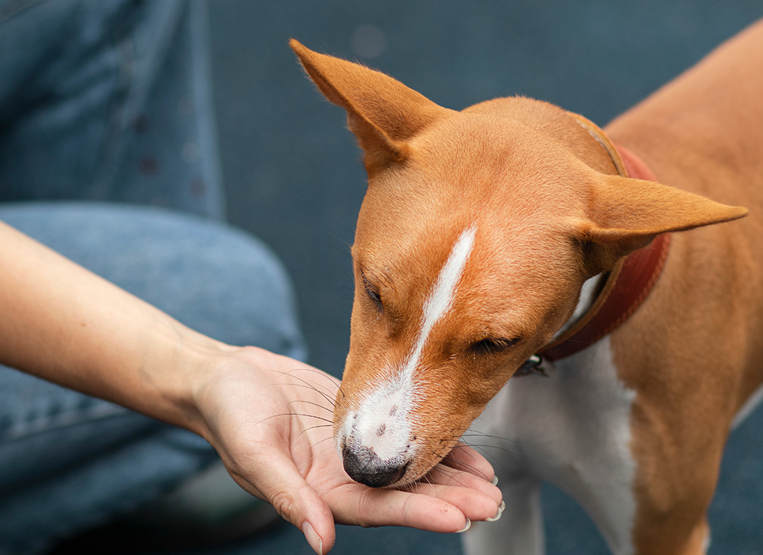 dog-treats-101-types-of-dog-treats-how-many-treats-a-day-for-a-dog