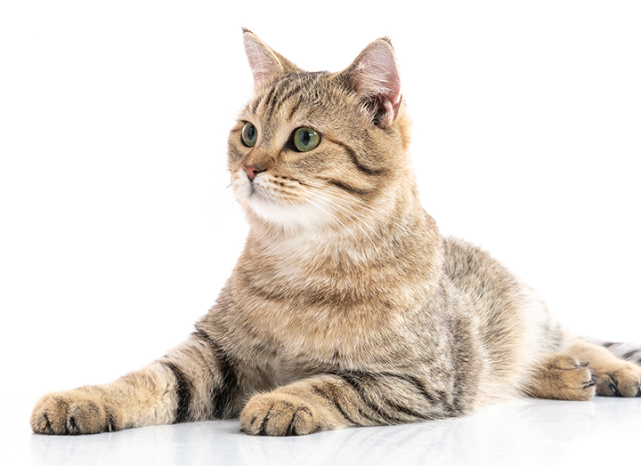 Your Guide to a Cat Raw Food Diet Bold by Nature