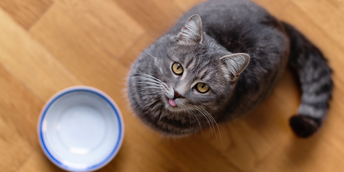 cat7