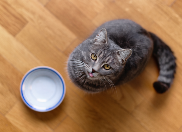 cat7