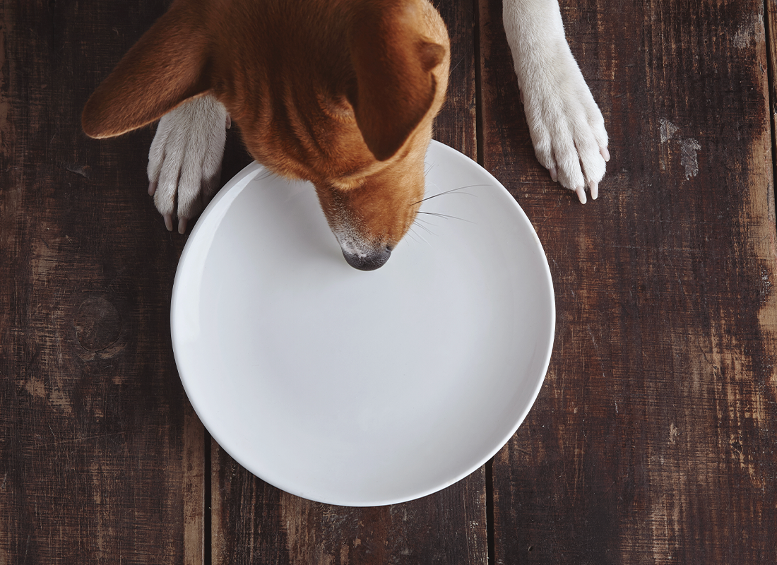 Dogs do NOT need another probiotic that barely survives ... - Facebook