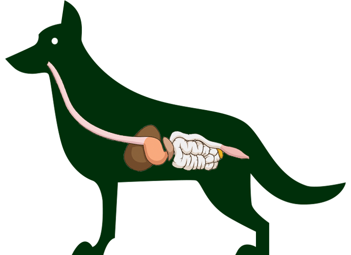 Dog Digestive System Explained How Long Does it Take a Dog to Digest Food & More Bold by Nature
