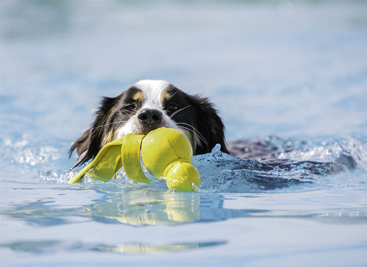 A dog swimming with a yellow toy in its mouth