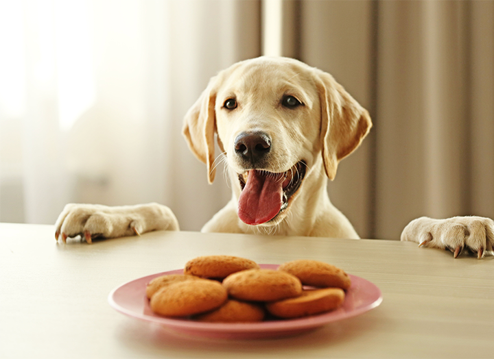 Can Dogs Have Sugar? Bold by Nature