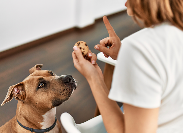 Can Dogs Have Sugar? Bold by Nature