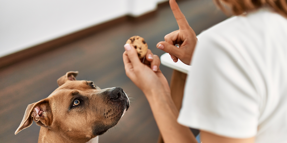 Can Dogs Have Sugar Bold By Nature