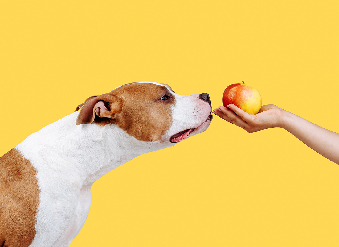 Fruits For Dogs: What Fruits Can Dogs Eat & Not Eat - Bold By Nature