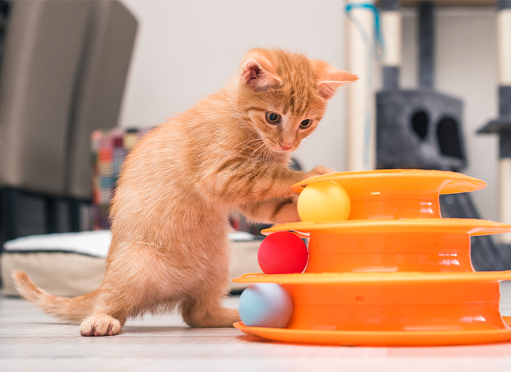 What are the Best Exercises for Cats? Bold by Nature