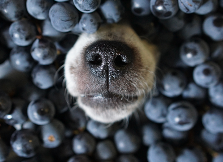 a dogs snout is poking up from a pile of blueberries