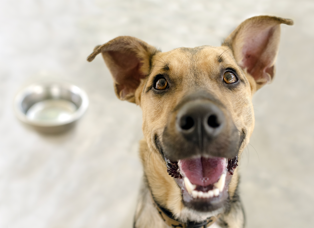 Can Dogs Eat Spices Your Guide to Safe Spices & Herbs for Dogs Bold