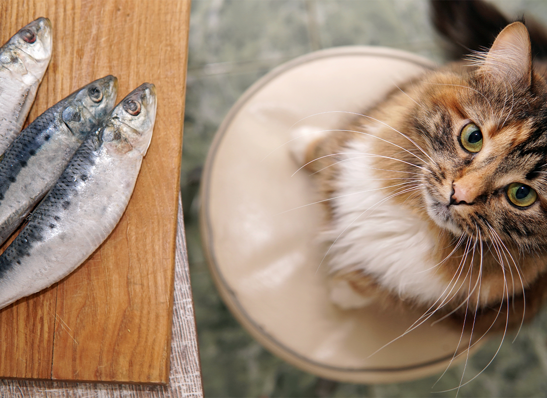 Human fish oil for 2024 cats