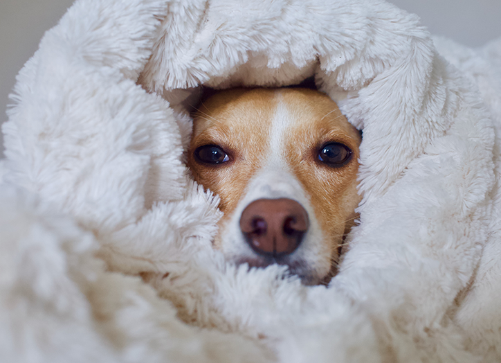 dog wrapped in a blanket