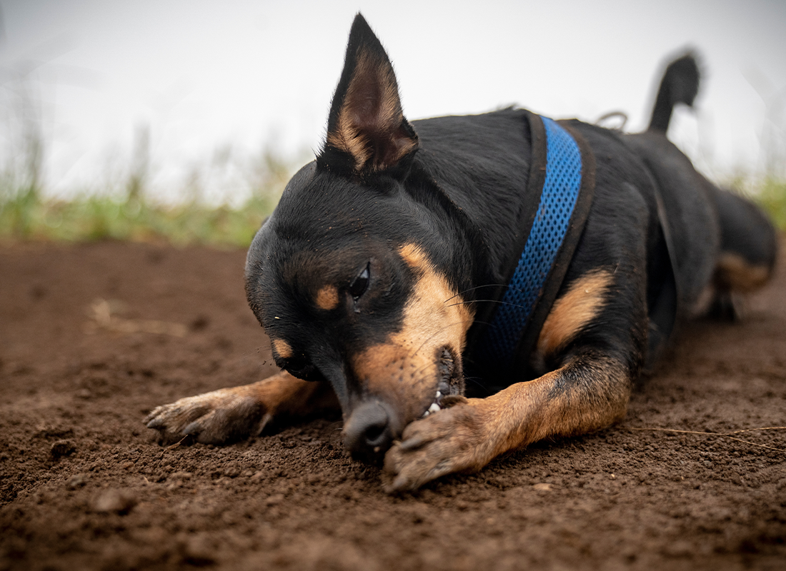 Why Do Dogs Lick Their Paws Dog Licking Paws Remedies Bold By Nature