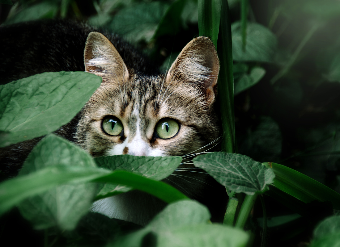 Your Guide to Flowers & Cats: What Flowers are Safe Vs. Toxic for Cats?   Bold by Nature