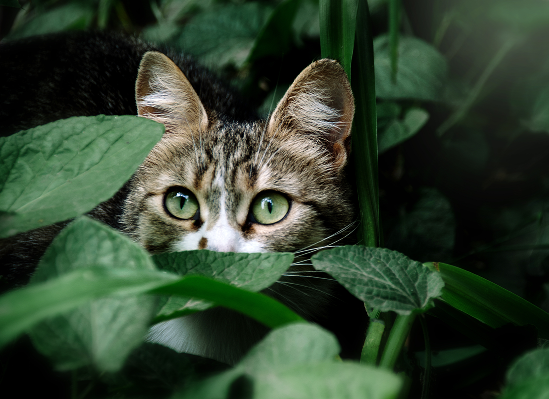 your-guide-to-flowers-cats-what-flowers-are-safe-vs-toxic-for-cats