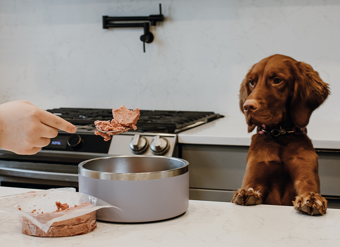 Why Does My Dog Eat So Fast? How to Slow Down Dog Eating Bold by Nature