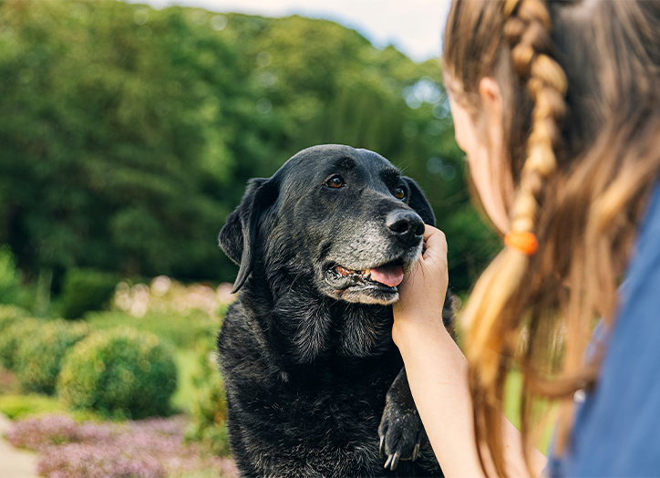 black dog being pet