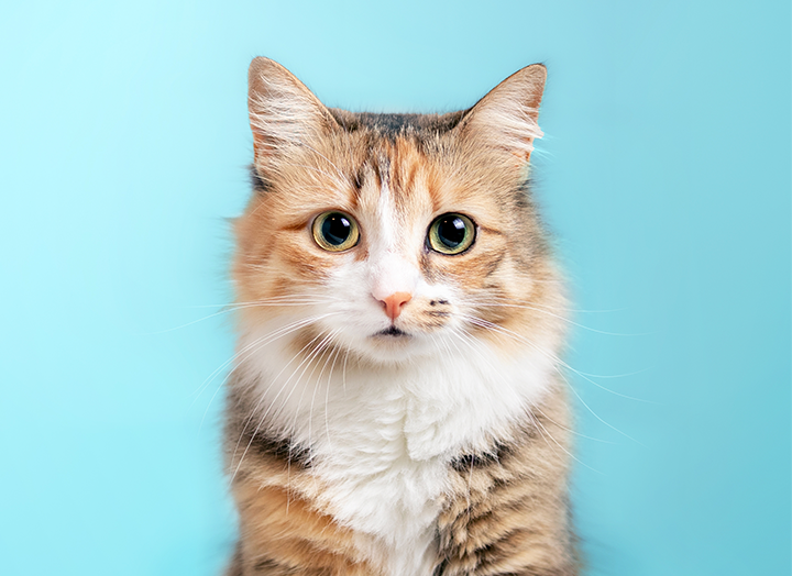 cat with blue background