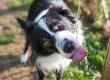 border collie going for a sip of water