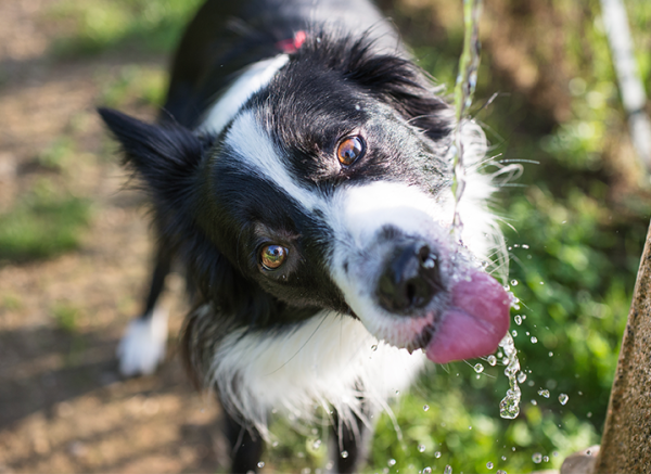 border collie going for a sip of water border collie going for a sip of water
