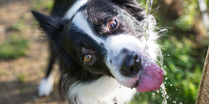 border collie going for a sip of water border collie going for a sip of water