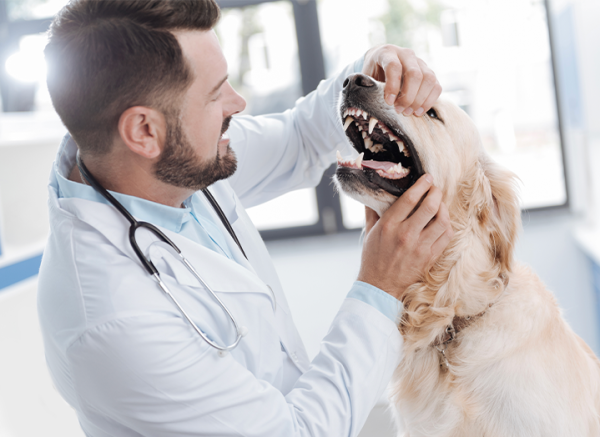 Veterinarian inspect the teeth of a golden retriever Veterinarian inspect the teeth of a golden retriever