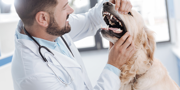 Veterinarian inspect the teeth of a golden retriever Veterinarian inspect the teeth of a golden retriever