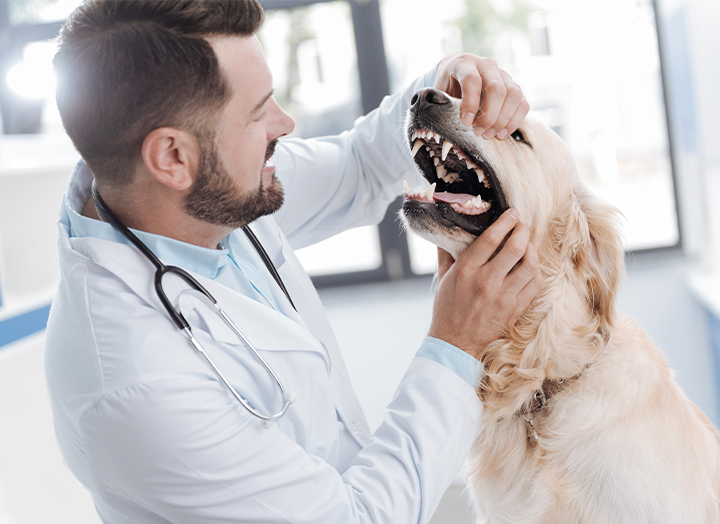 Veterinarian inspect the teeth of a golden retriever