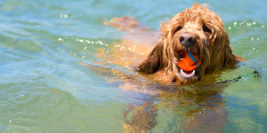 A dog joyfully swims in the water, holding a ball in its mouth, showcasing its playful spirit and love for the outdoors. A dog joyfully swims in the water, holding a ball in its mouth, showcasing its playful spirit and love for the outdoors.