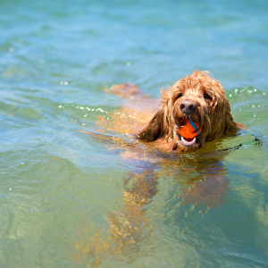 A dog joyfully swims in the water, holding a ball in its mouth, showcasing its playful spirit and love for the outdoors. A dog joyfully swims in the water, holding a ball in its mouth, showcasing its playful spirit and love for the outdoors.