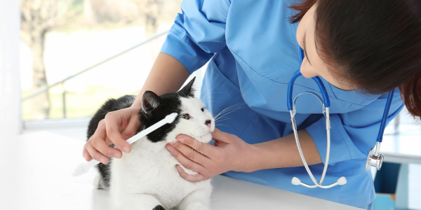 Chat assis sur une table pendant qu’il est examiné par son vétérinaire Chat assis sur une table pendant qu'il est examiné par son vétérinaire