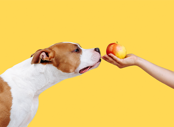 dog sniffing an apple inquisitively from a womans hand dog sniffing an apple inquisitively from a womans hand