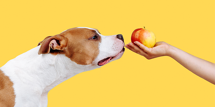 dog sniffing an apple inquisitively from a womans hand dog sniffing an apple inquisitively from a womans hand