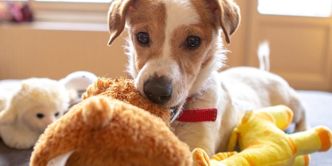 dog with a stuffed animal in its mouth seated