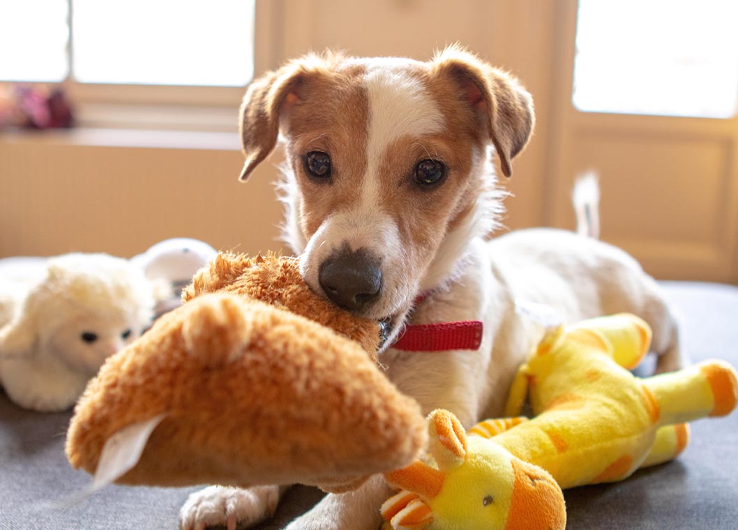 dog with a stuffed animal in its mouth seated