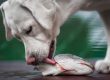 Young,Hungry,White,Labrador,Retriever,Dog,Pupp licks And Eats