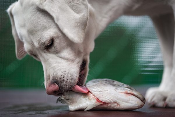 Young,Hungry,White,Labrador,Retriever,Dog,Pupp licks And Eats